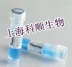 CD36重组兔单抗